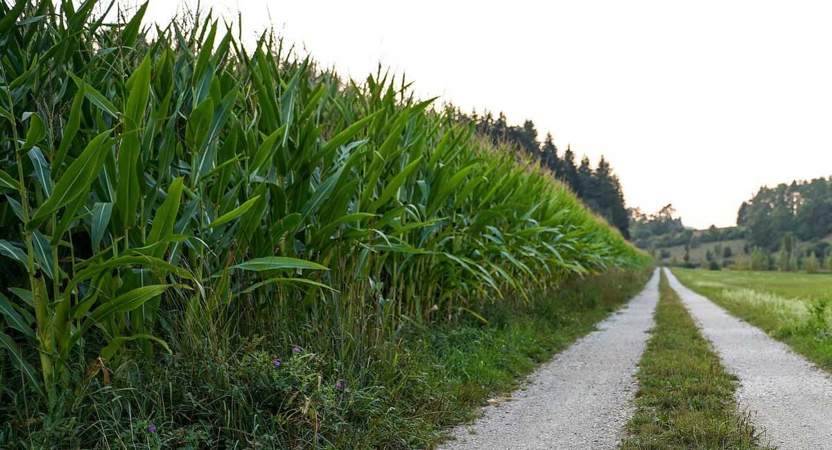 What is it about a cornfield that can be so scary?